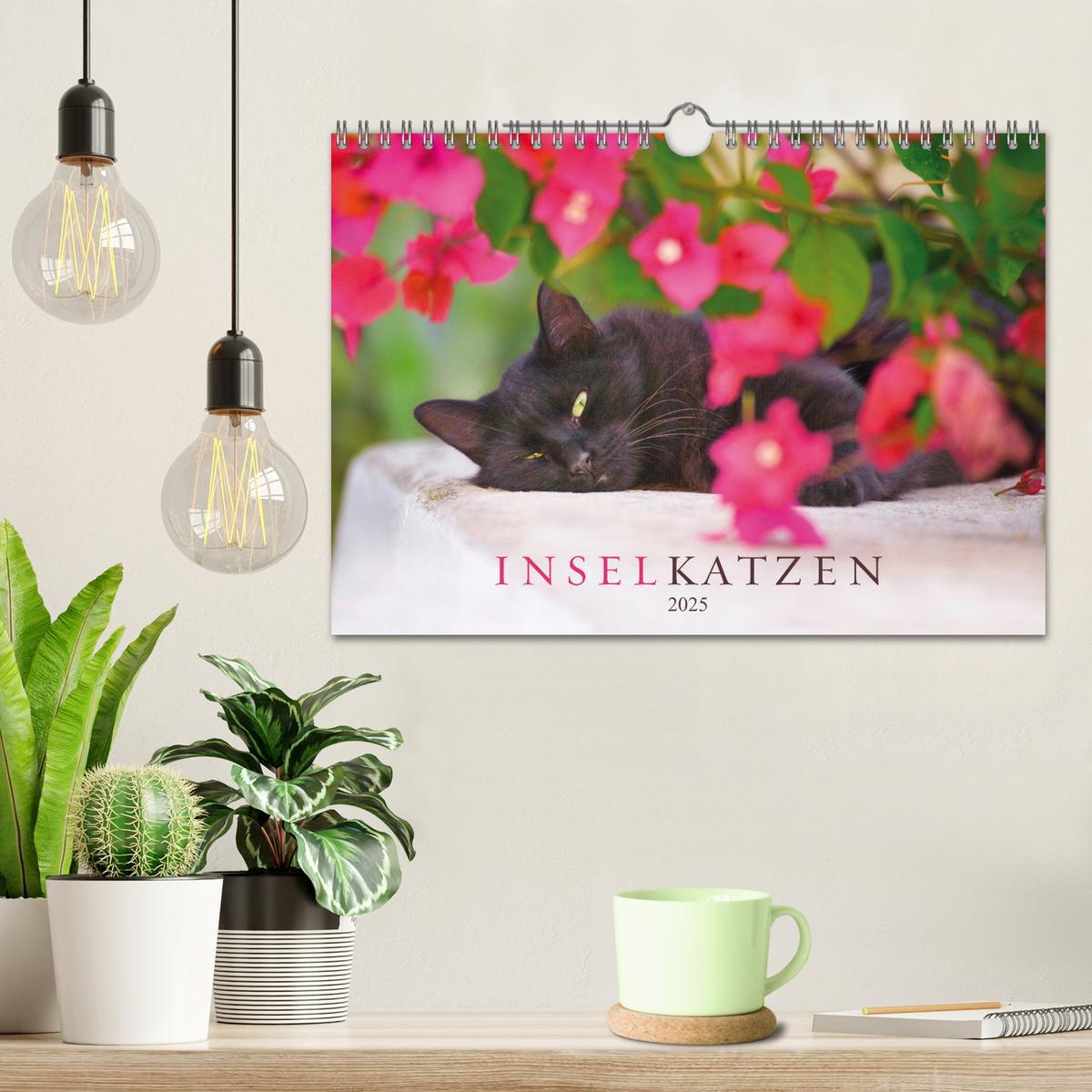 Bild: 9783383947971 | Inselkatzen (Wandkalender 2025 DIN A4 quer), CALVENDO Monatskalender