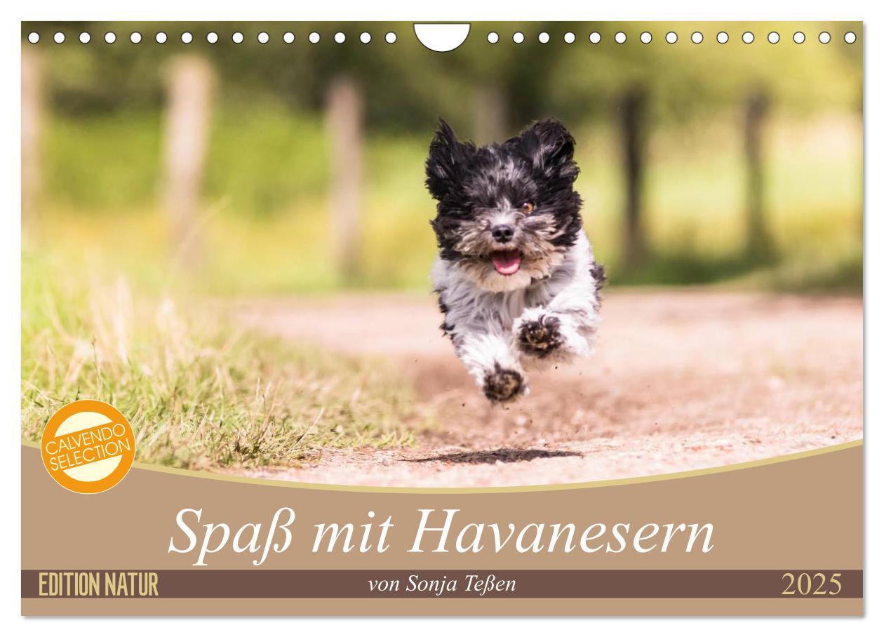 Cover: 9783435584703 | Spaß mit Havanesern (Wandkalender 2025 DIN A4 quer), CALVENDO...