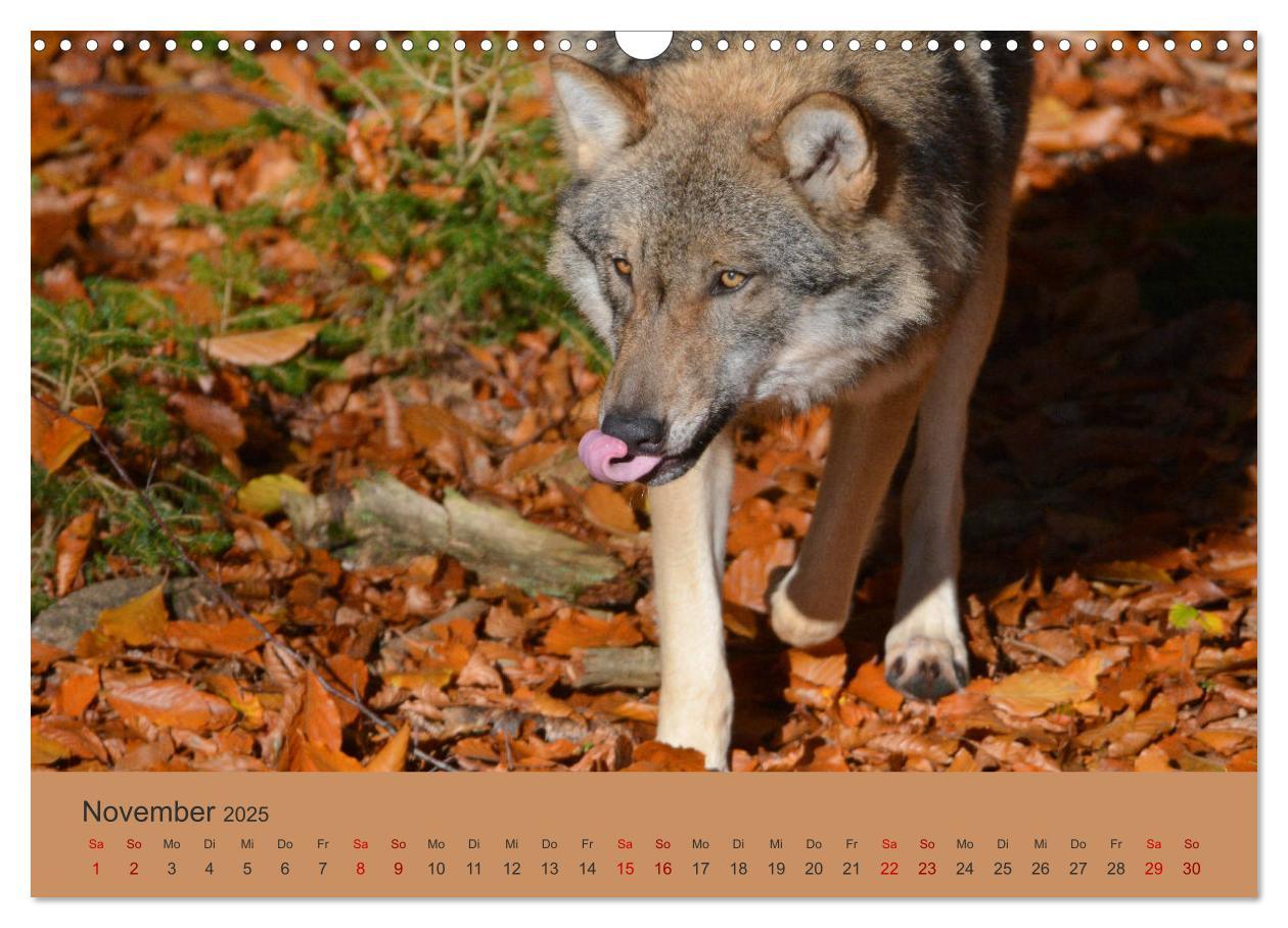 Bild: 9783435393398 | Begegnungen DER WOLF (Wandkalender 2025 DIN A3 quer), CALVENDO...