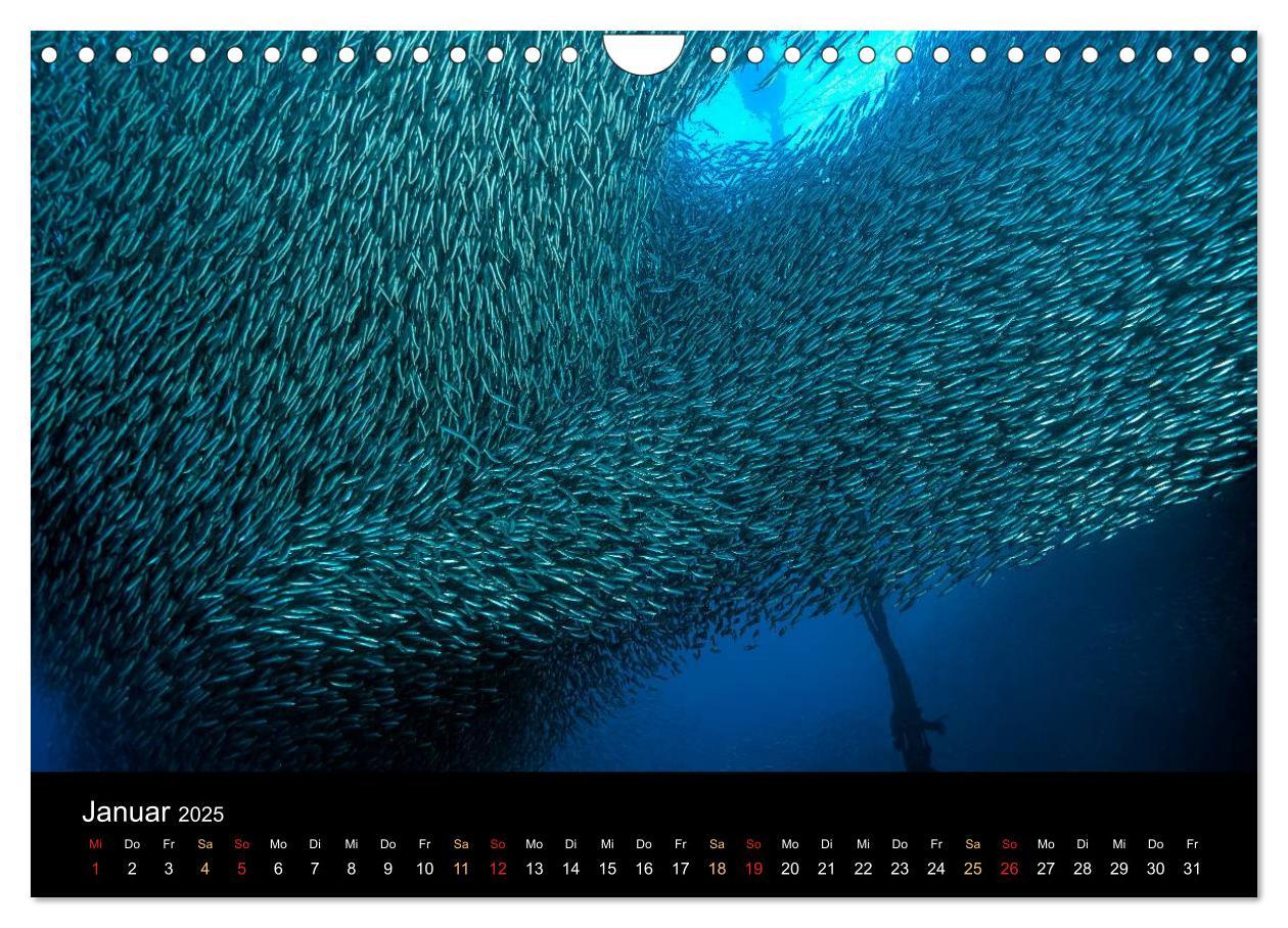 Bild: 9783435611751 | Fischschwärme (Wandkalender 2025 DIN A4 quer), CALVENDO Monatskalender