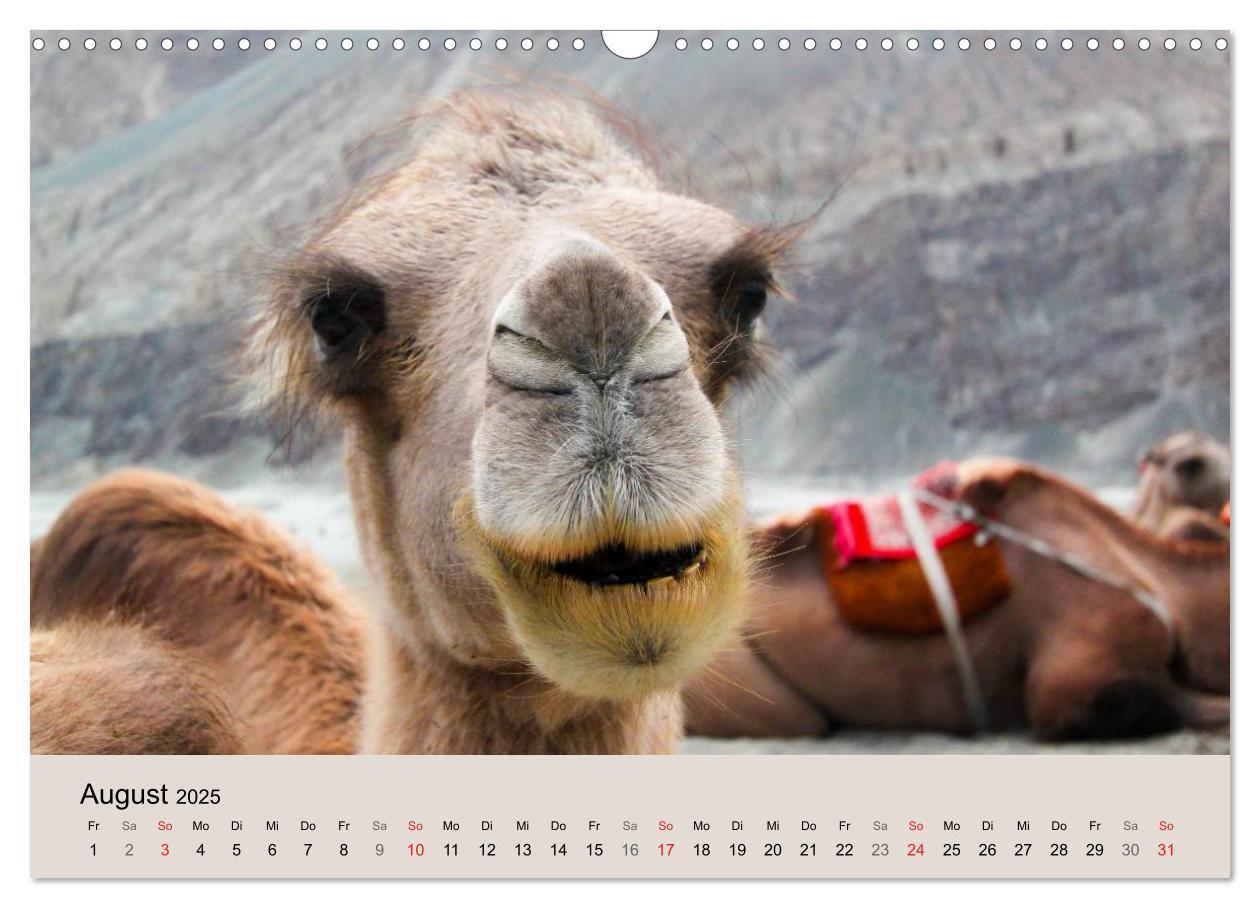 Bild: 9783435591688 | Kamel Porträt (Wandkalender 2025 DIN A3 quer), CALVENDO Monatskalender