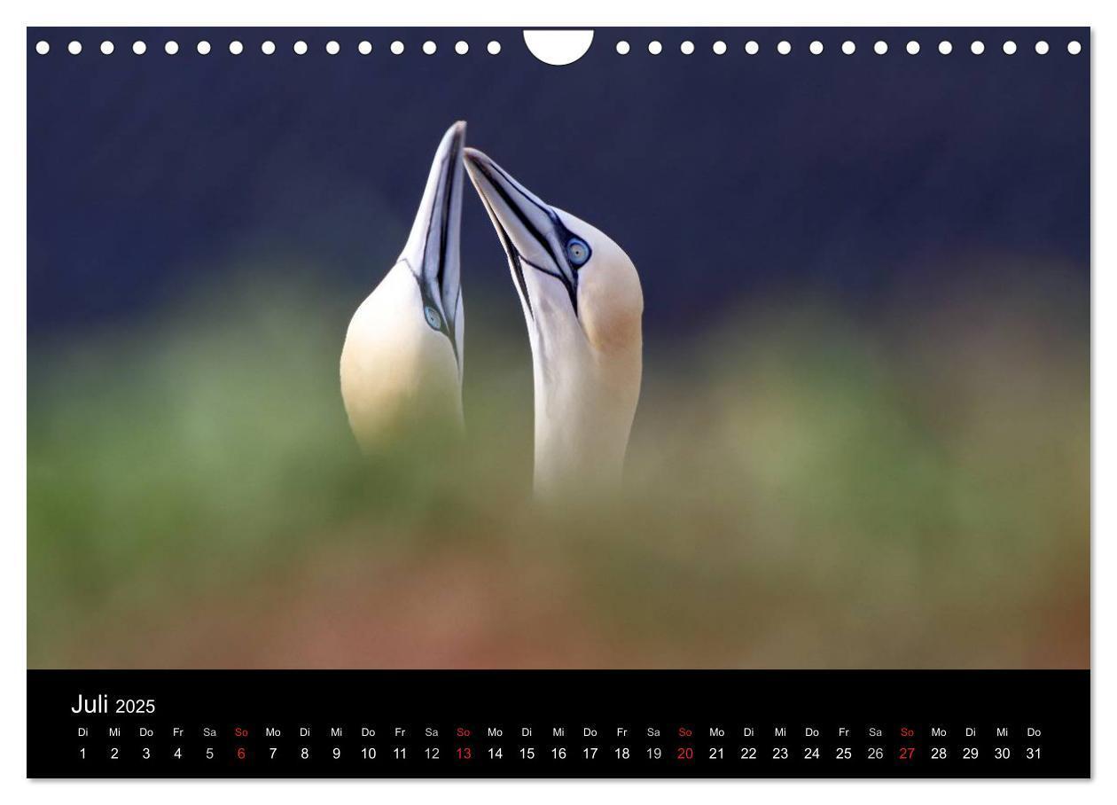 Bild: 9783435769063 | Helgoland (Wandkalender 2025 DIN A4 quer), CALVENDO Monatskalender