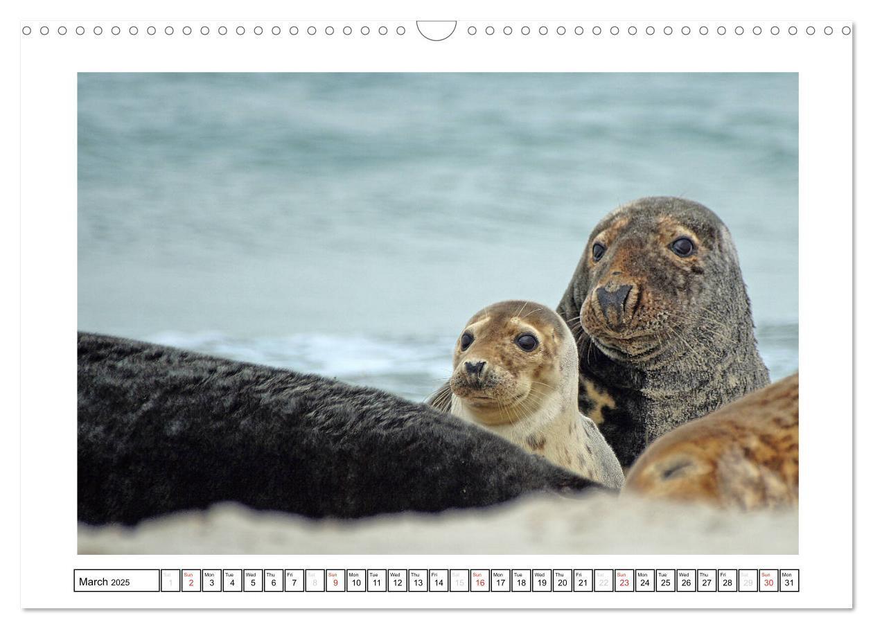 Bild: 9781325938506 | Seals on the Beach (Wall Calendar 2025 DIN A3 landscape), CALVENDO...