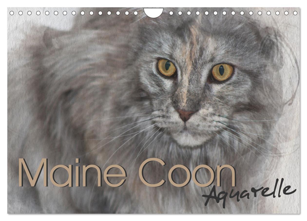 Cover: 9783435024506 | Maine Coon Aquarelle (Wandkalender 2025 DIN A4 quer), CALVENDO...