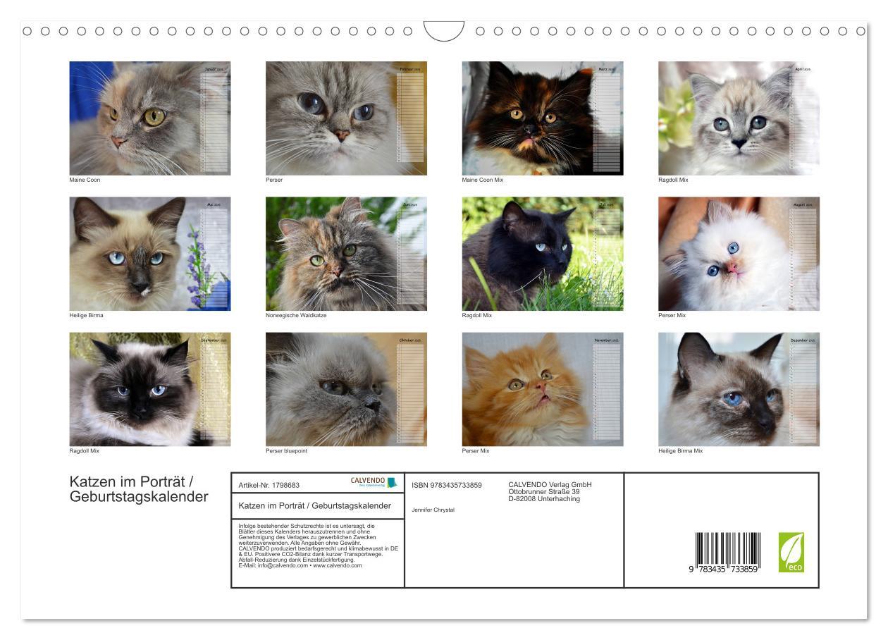 Bild: 9783435733859 | Katzen im Porträt / Geburtstagskalender (Wandkalender 2025 DIN A3...