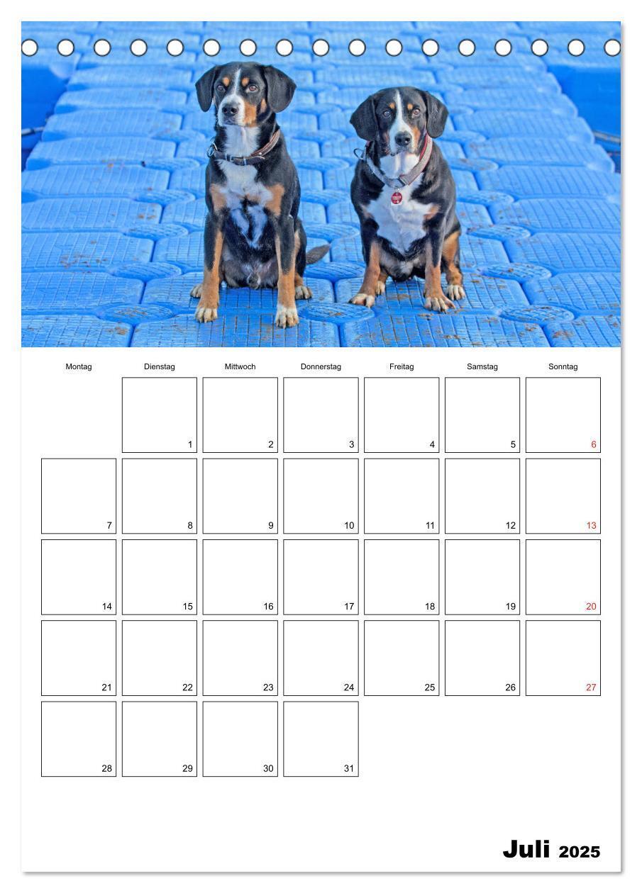 Bild: 9783457025314 | Entlebucher Sennenhunde begleiten Sie durch das Jahr (Tischkalender...