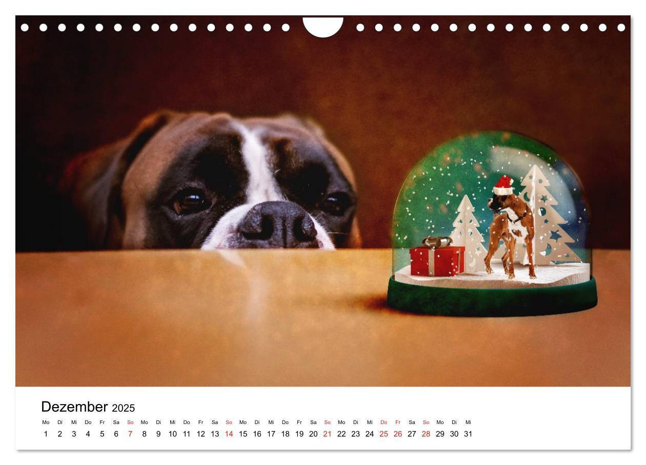 Bild: 9783435614523 | Deutscher Boxer (Wandkalender 2025 DIN A4 quer), CALVENDO...