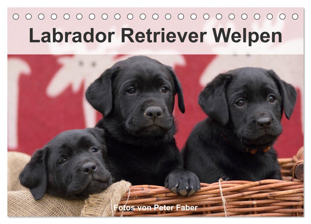 Cover: 9783435453672 | Labrador Retriever Welpen (Tischkalender 2025 DIN A5 quer),...