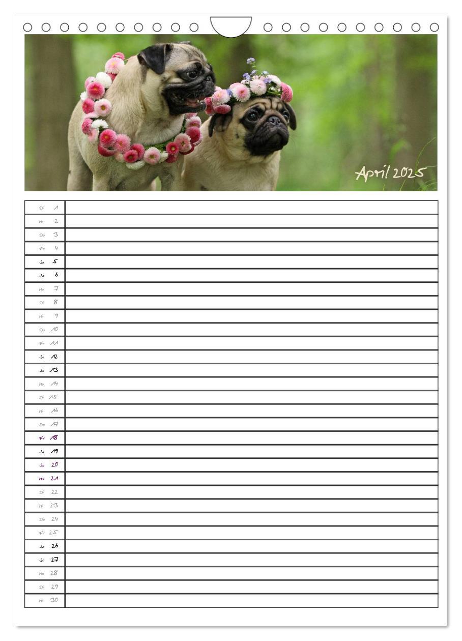 Bild: 9783457067796 | Der mopsige Familienplaner (Wandkalender 2025 DIN A4 hoch),...