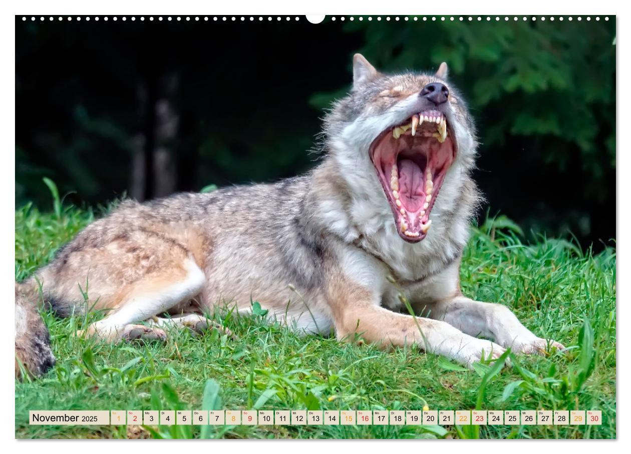 Bild: 9783435334643 | Wolf - Imposanter Jäger (Wandkalender 2025 DIN A2 quer), CALVENDO...