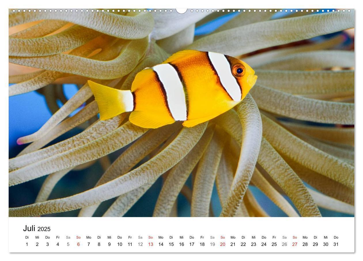 Bild: 9783435793587 | Fischzauber - Wundervolle Aquarienfische (Wandkalender 2025 DIN A2...