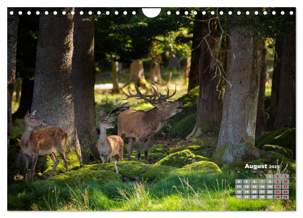 Bild: 9783435004065 | Krafttier Hirsch (Wandkalender 2025 DIN A4 quer), CALVENDO...