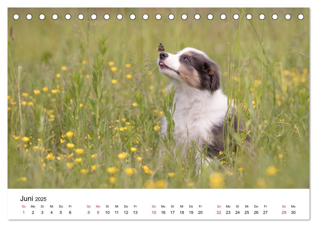 Bild: 9783435190539 | Border Collie - Bunt und clever! (Tischkalender 2025 DIN A5 quer),...