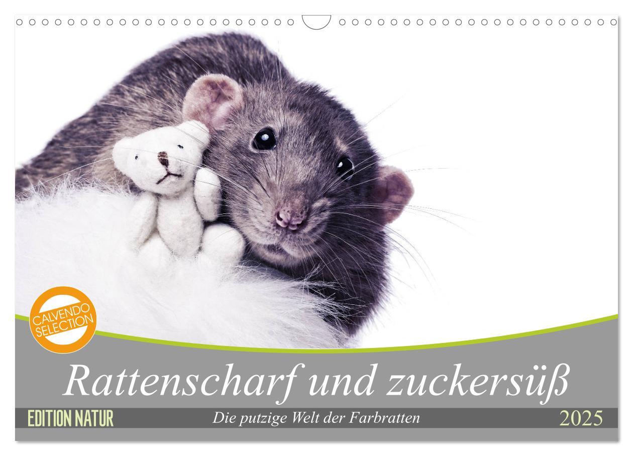 Cover: 9783435420575 | Rattenscharf und zuckersüß (Wandkalender 2025 DIN A3 quer),...