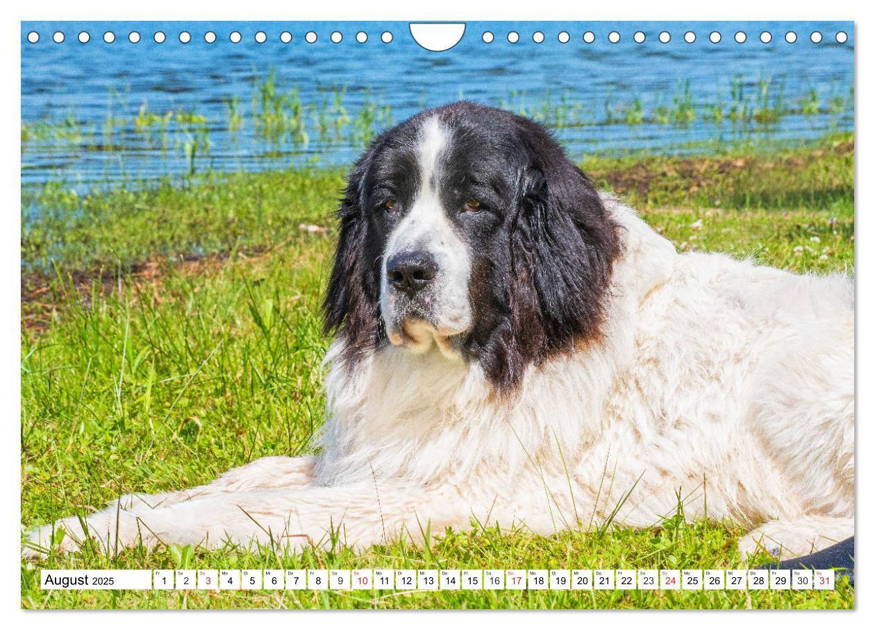 Bild: 9783435306251 | Landseer - Ein starker Freund auf 4 Pfoten (Wandkalender 2025 DIN...