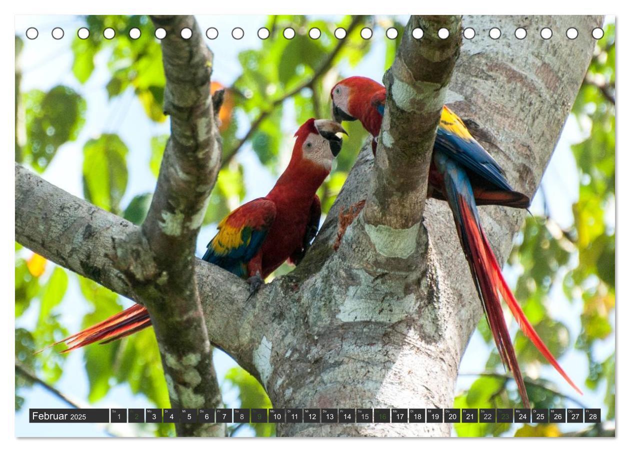 Bild: 9783435656127 | COSTA RICA - PURA VIDA (Tischkalender 2025 DIN A5 quer), CALVENDO...