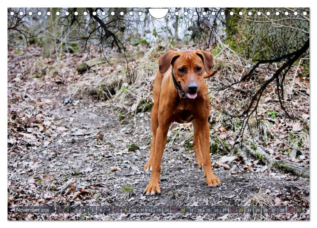 Bild: 9783435369614 | Rhodesian Ridgeback - Moments (Wandkalender 2025 DIN A4 quer),...