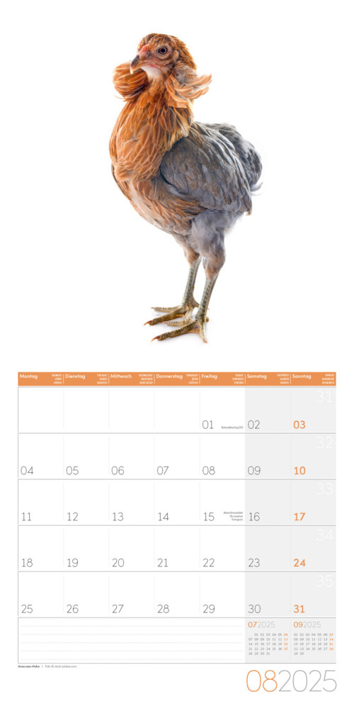 Bild: 9783838445199 | Verrückte Hühner Kalender 2025 - 30x30 | Ackermann Kunstverlag | 28 S.