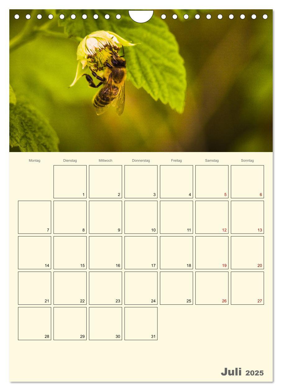 Bild: 9783435958023 | Bienen im Naturgarten (Wandkalender 2025 DIN A4 hoch), CALVENDO...