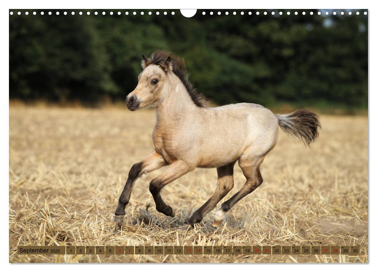 Bild: 9783435367023 | Ponys, die starken Persönlichkeiten (Wandkalender 2025 DIN A3...