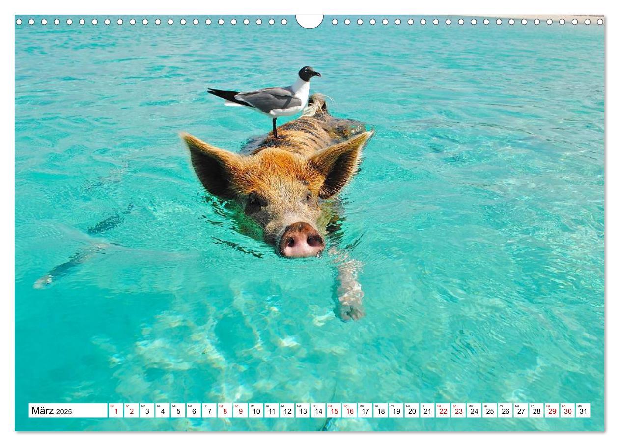 Bild: 9783435421169 | Schweine im Dauerurlaub auf den Bahamas! (Wandkalender 2025 DIN A3...