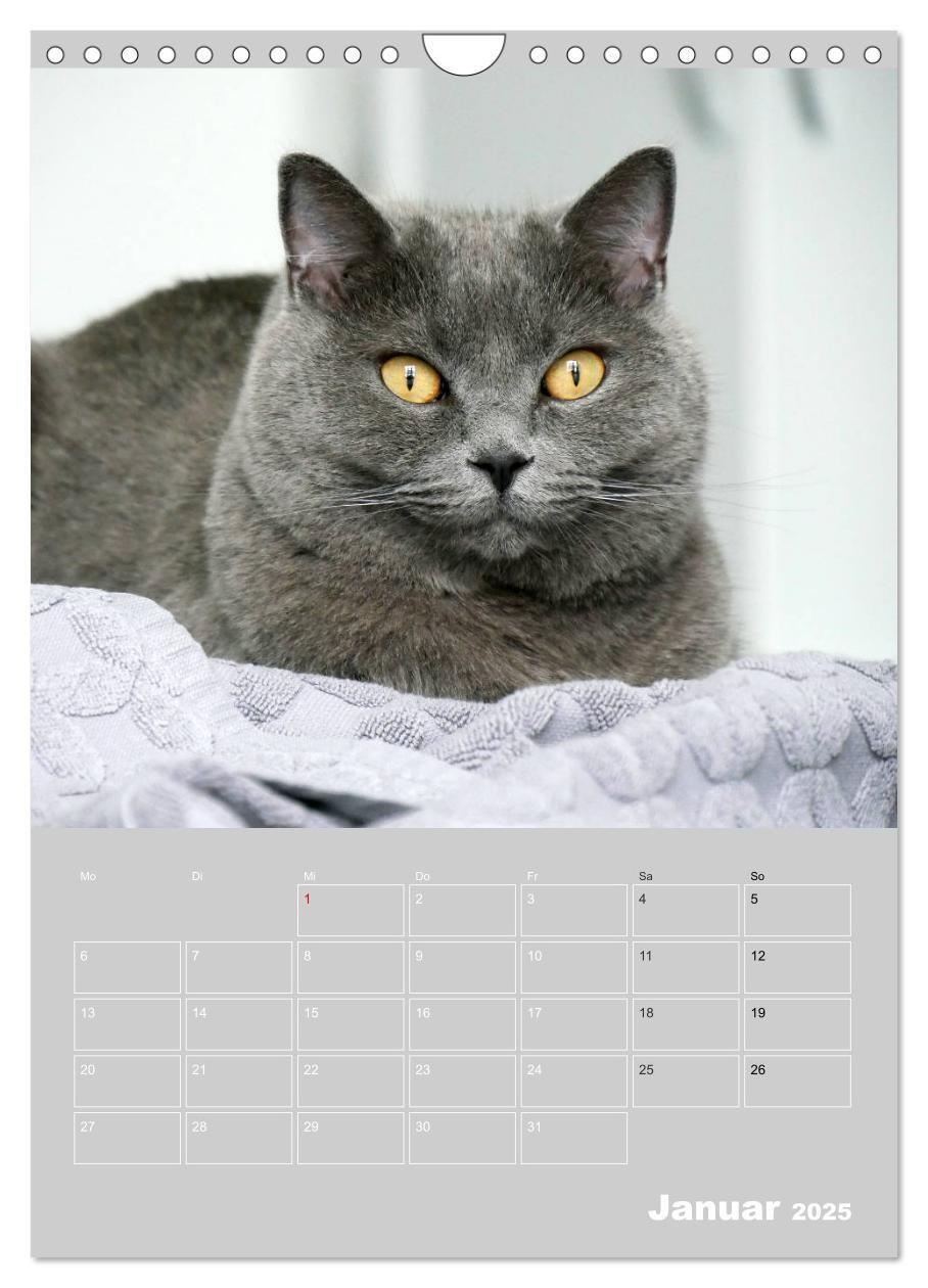 Bild: 9783435992621 | Graue Engel - Britischkurzhaar-Katzen (Wandkalender 2025 DIN A4...