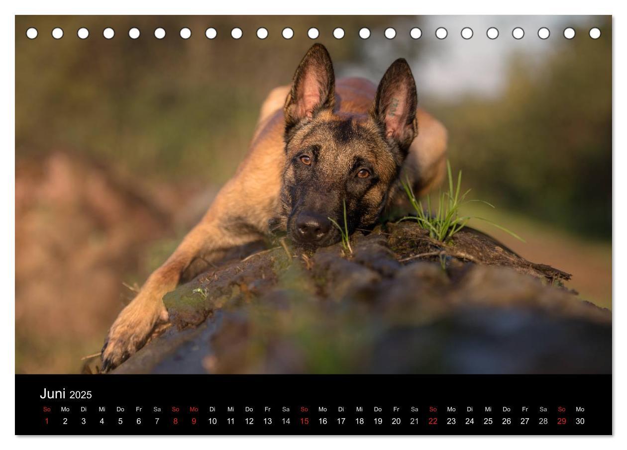 Bild: 9783435642267 | Belgischer Schäferhund - Der Malinois (Tischkalender 2025 DIN A5...