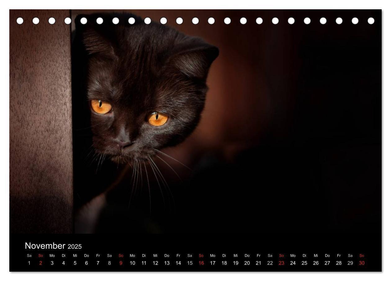 Bild: 9783435478453 | Schokoladige Britisch Kurzhaar Katzen (Tischkalender 2025 DIN A5...