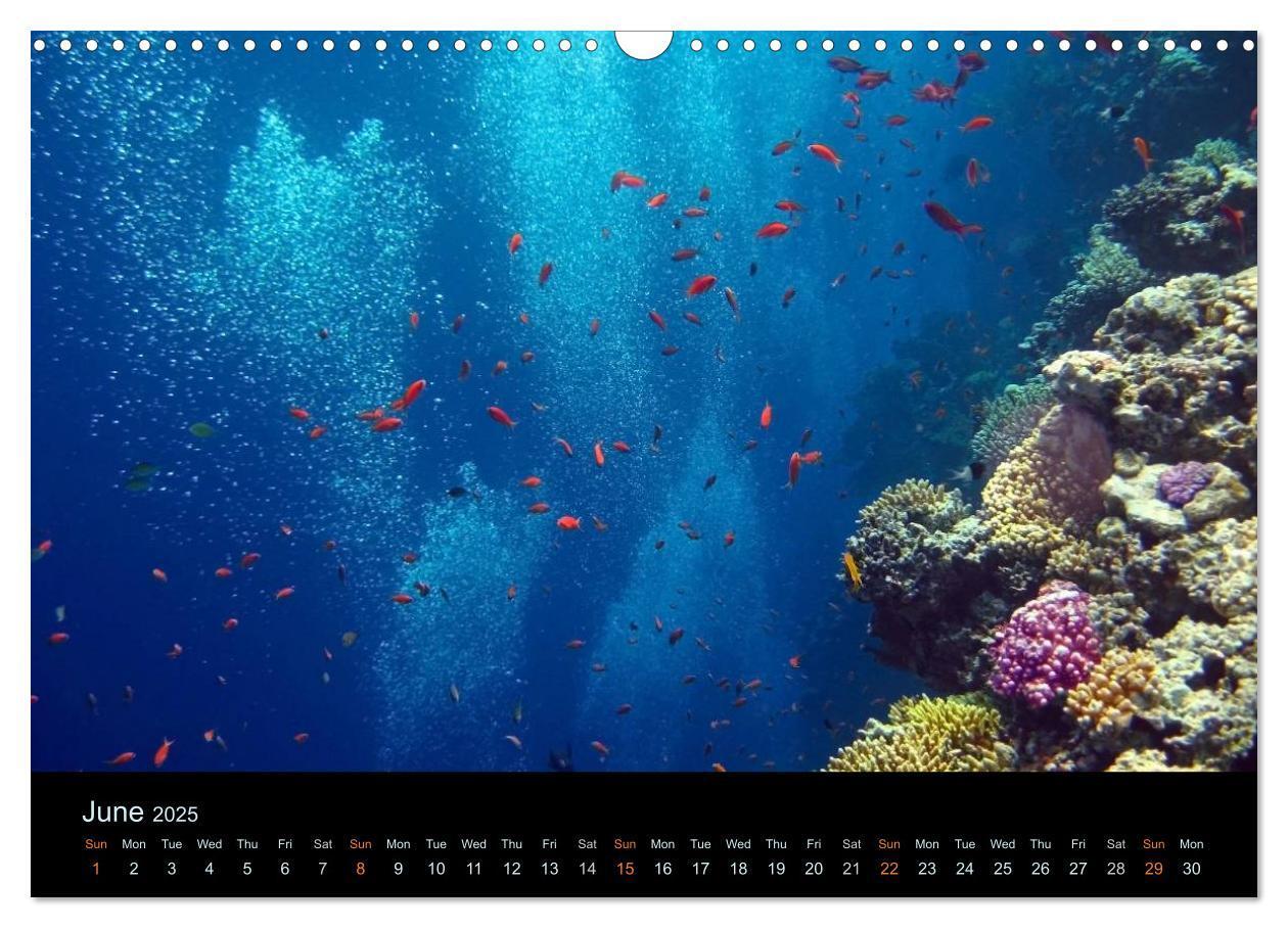 Bild: 9781325959273 | Water Dreams-journey through the sea (Wall Calendar 2025 DIN A3...