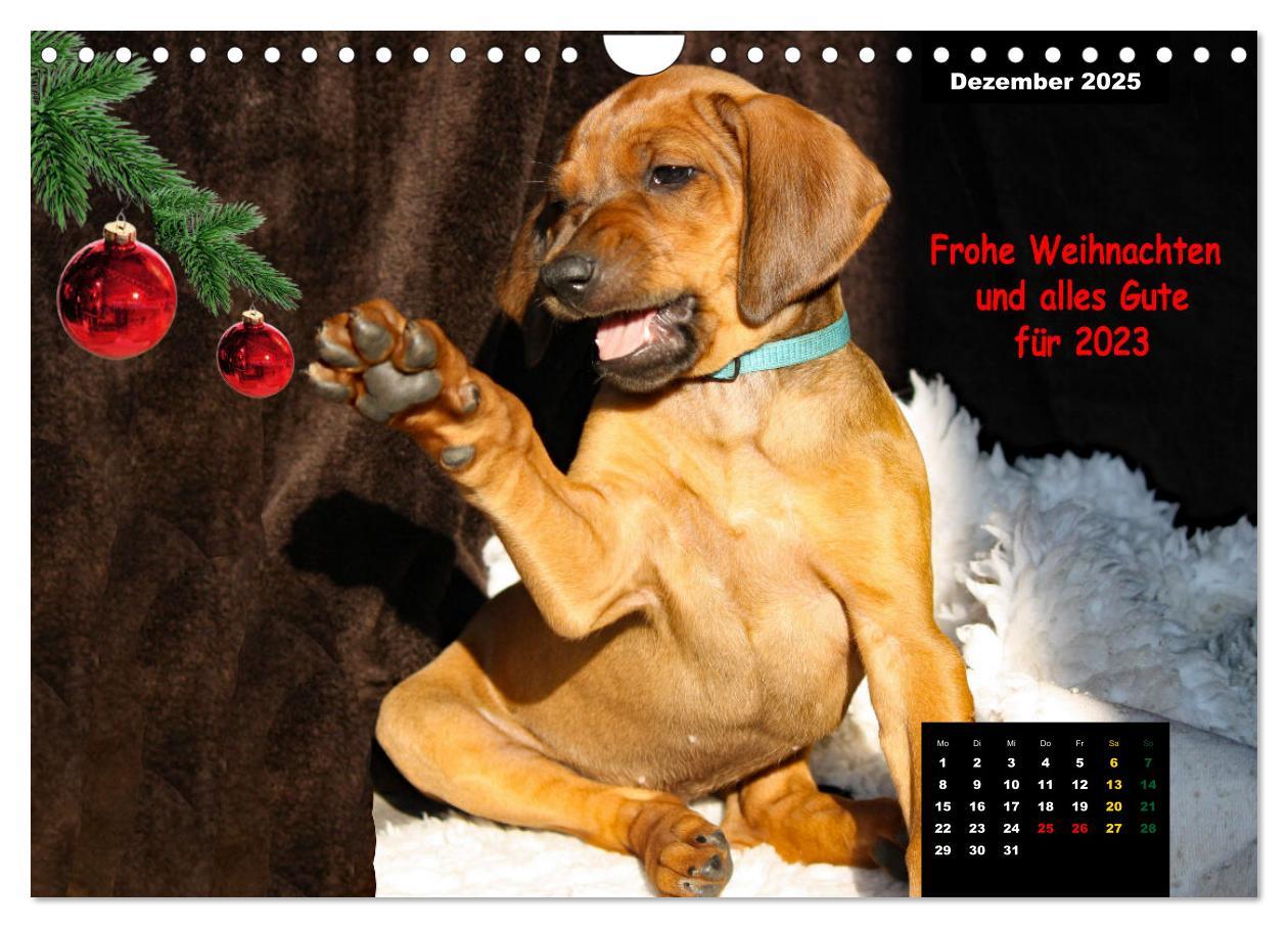 Bild: 9783383939686 | Rhodesian Ridgeback, Charmante Herzensbrecher (Wandkalender 2025...