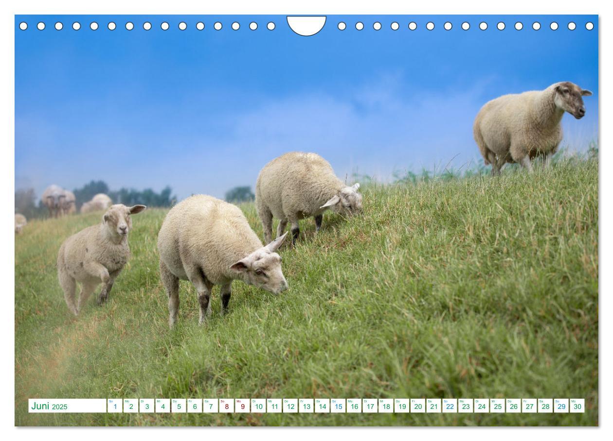 Bild: 9783383838392 | Schillig und Horumersiel - Im Wangerland unterwegs (Wandkalender...