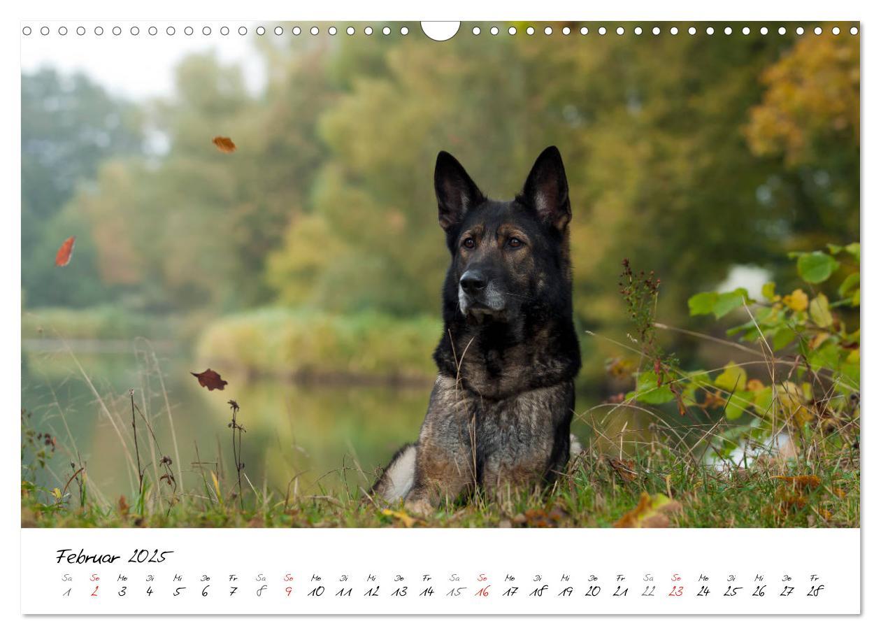 Bild: 9783435713554 | Der graue Deutsche Schäferhund (Wandkalender 2025 DIN A3 quer),...