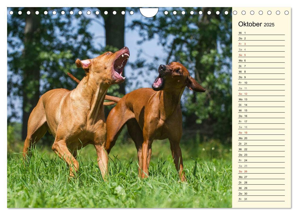 Bild: 9783435541416 | Rhodesian Ridgeback 2025 (Wandkalender 2025 DIN A4 quer), CALVENDO...