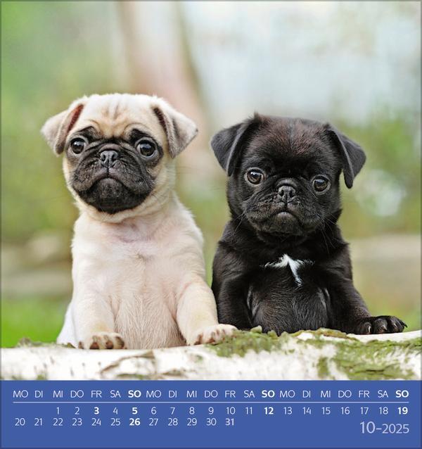 Bild: 9783731876717 | Hunde 2025 | aufstellbarer Postkartenkalender | Verlag Korsch | 13 S.