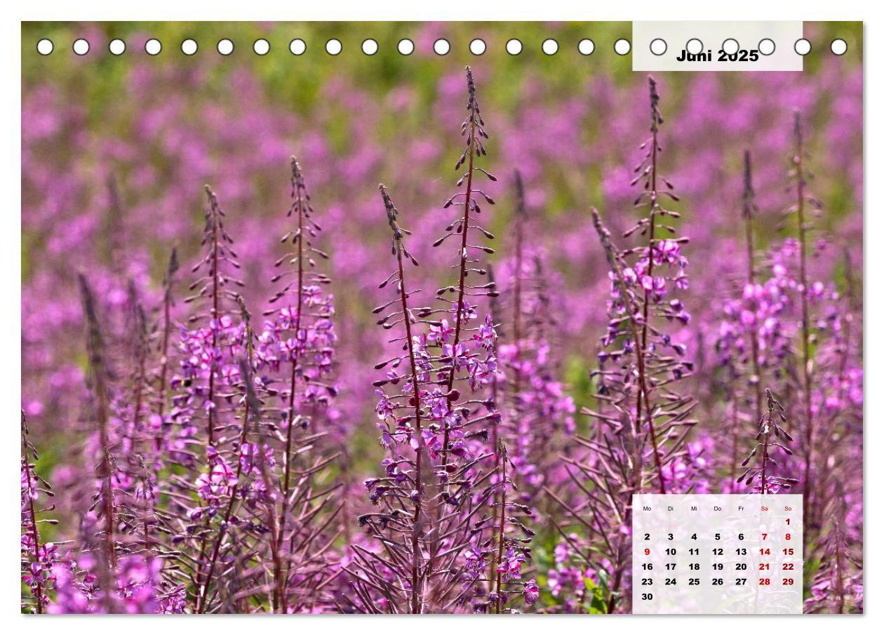 Bild: 9783435304233 | Rhöner Röschen - ein Sommermärchen in der Hochrhön (Tischkalender...