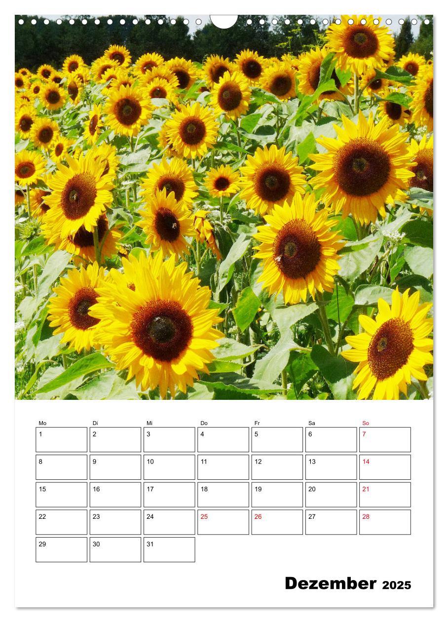 Bild: 9783435970483 | Leuchtende Sonnenblumen (Wandkalender 2025 DIN A3 hoch), CALVENDO...