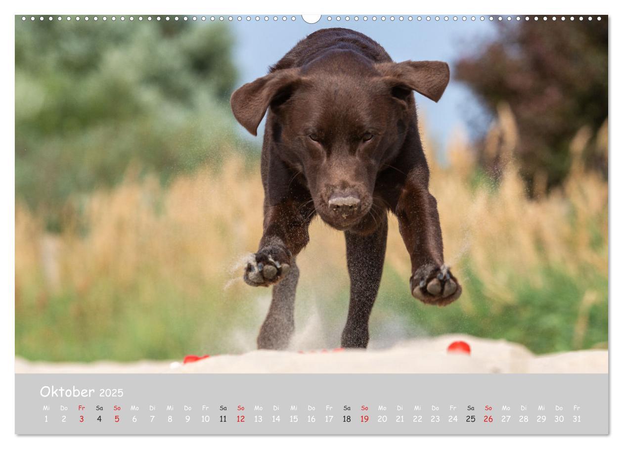 Bild: 9783435531554 | Liebenswerter Labrador 2025 (Wandkalender 2025 DIN A2 quer),...