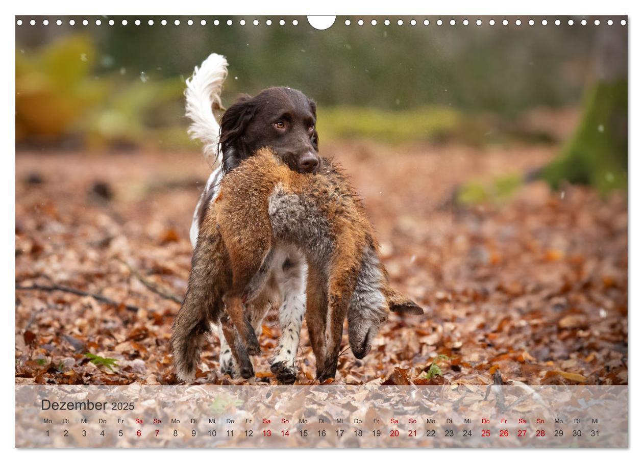 Bild: 9783457155882 | Treue Jagdgefährten Der kleine Münsterländer (Wandkalender 2025 DIN...