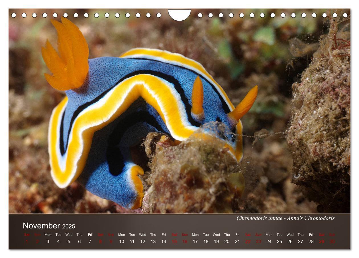 Bild: 9781325940516 | Nudibranchs on the ocean floor (Wall Calendar 2025 DIN A4...