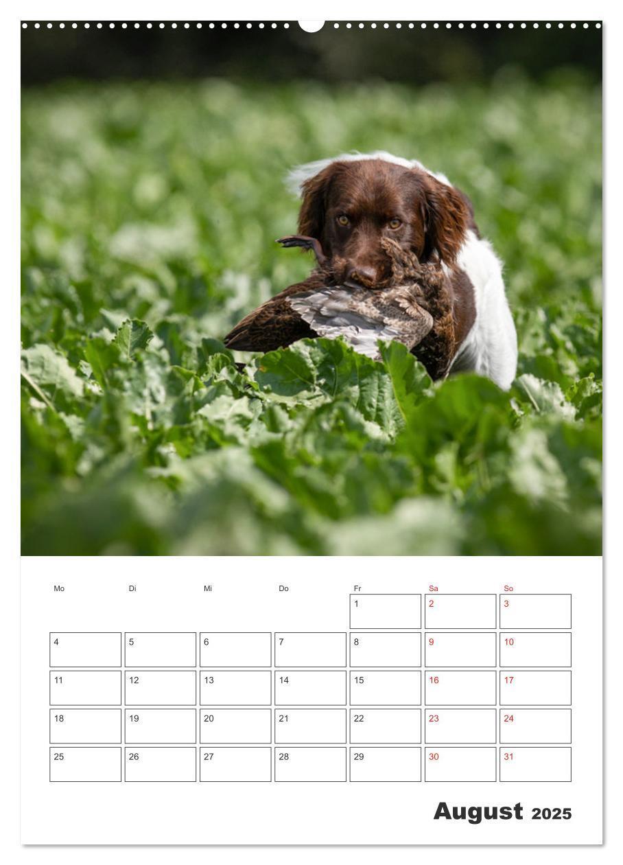 Bild: 9783457163405 | Geboren um zu Jagen. Der kleine Münsterländer (Wandkalender 2025...