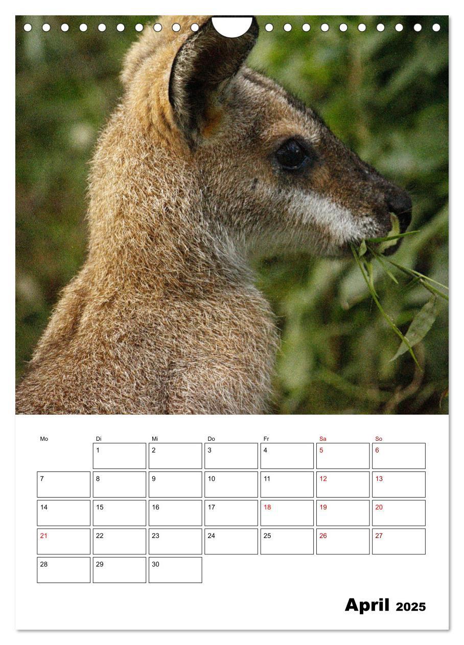 Bild: 9783435932603 | Australiens faszinierende Tierwelt (Wandkalender 2025 DIN A4 hoch),...