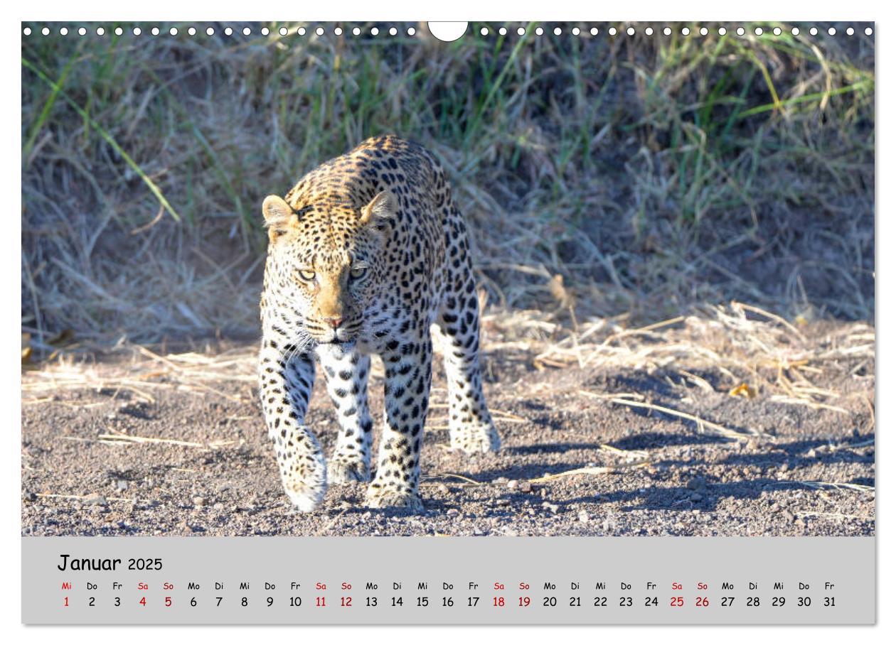 Bild: 9783435365753 | Leoparden - groß und klein (Wandkalender 2025 DIN A3 quer),...