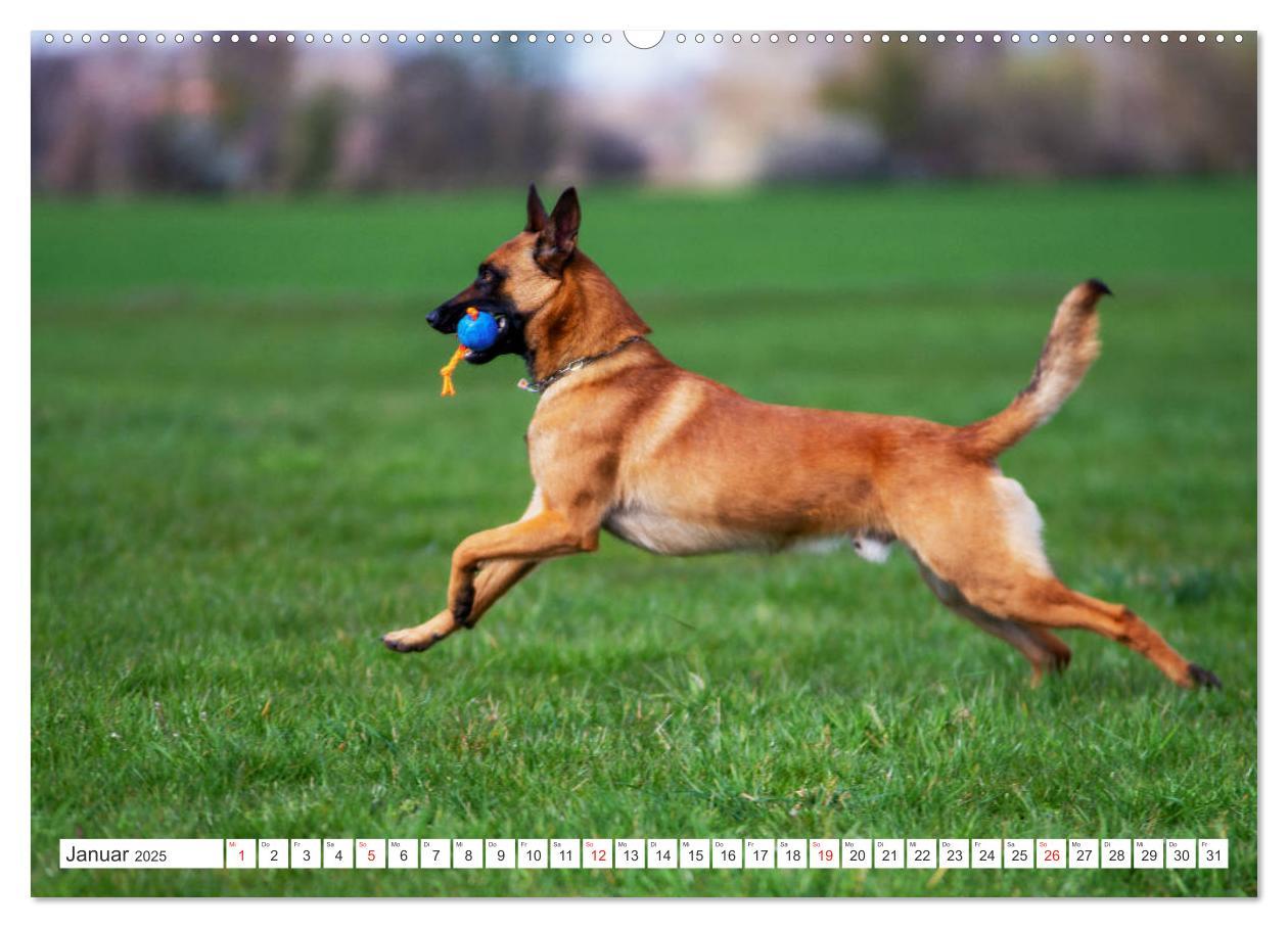 Bild: 9783435144808 | Malinois - belgischer Schäferhund (Wandkalender 2025 DIN A2 quer),...