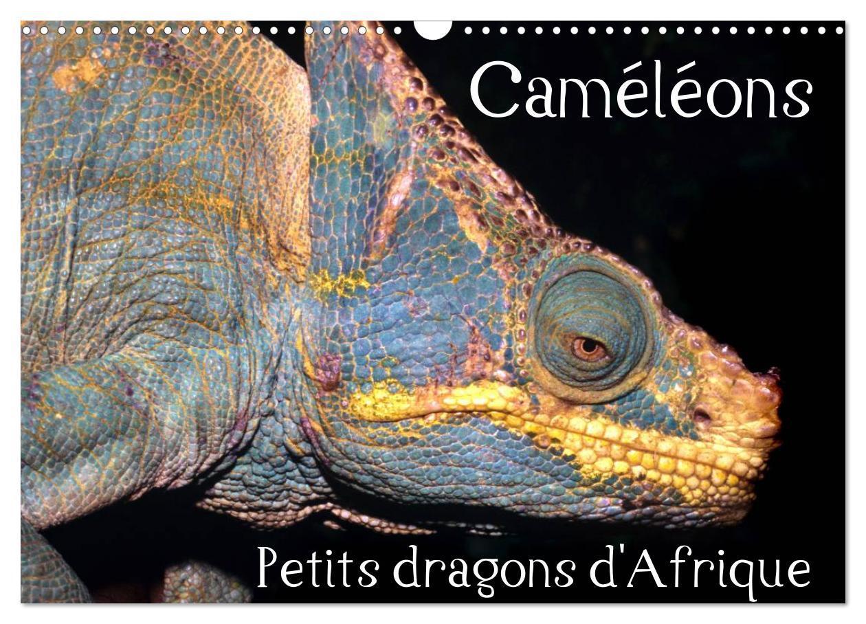 Cover: 9781325954407 | Caméléons - Petits dragons d'Afrique. (Calendrier mural 2025 DIN A3...