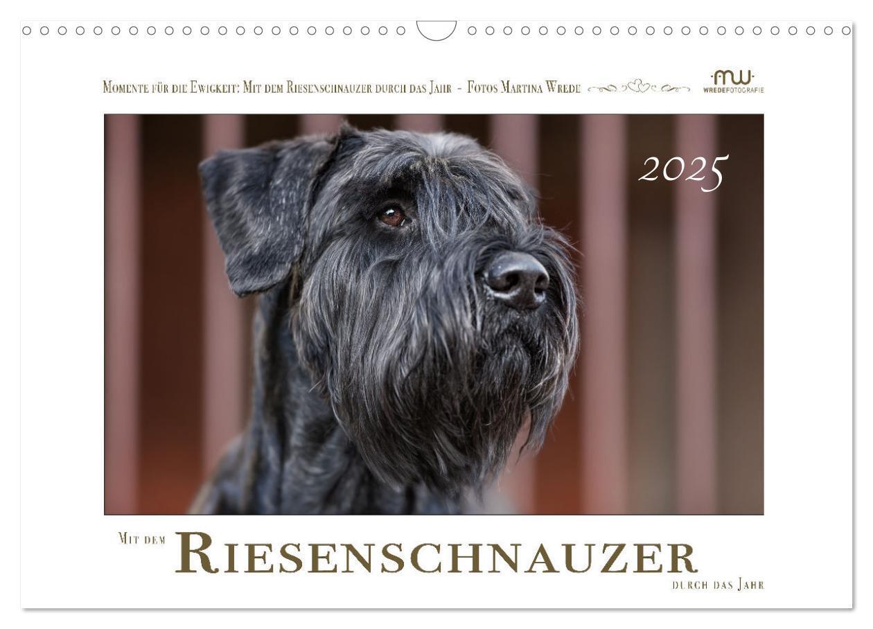 Cover: 9783435720156 | Mit dem Riesenschnauzer durch das Jahr (Wandkalender 2025 DIN A3...