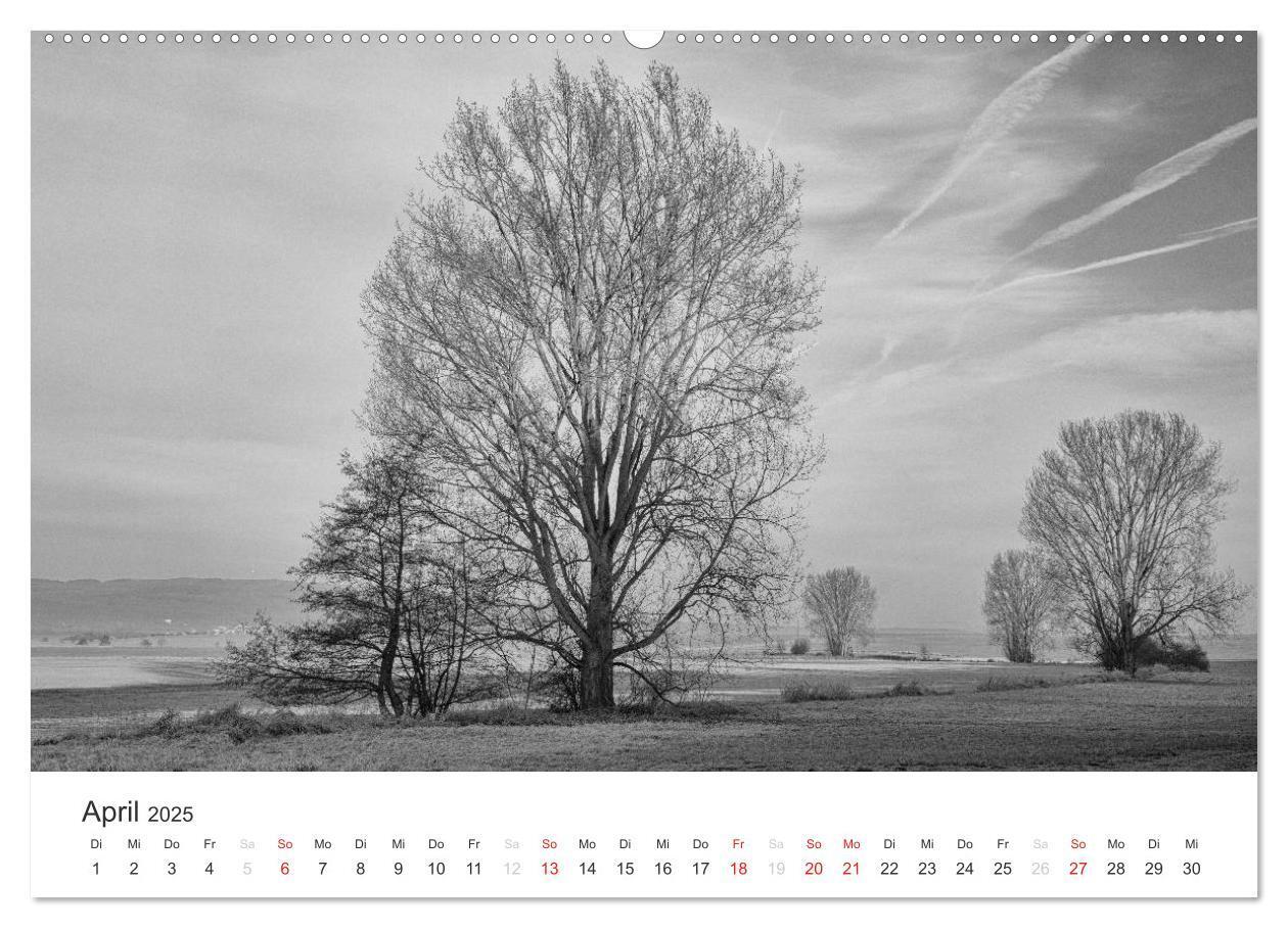 Bild: 9783435659999 | Bäume - Naturschönheiten in schwarz-weiß (Wandkalender 2025 DIN A2...