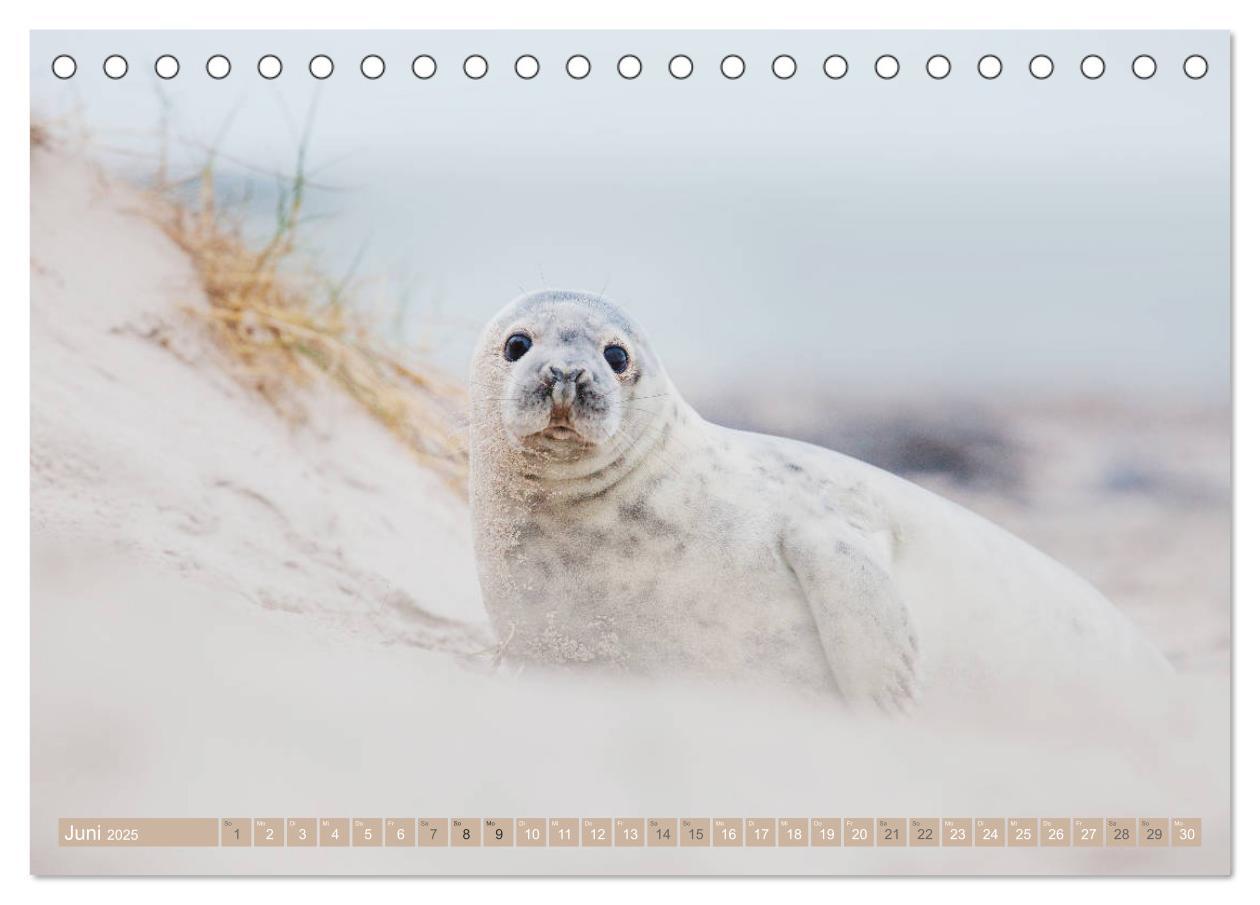 Bild: 9783435250912 | Kegelrobben - Die Kegelrobben von Helgoland (Tischkalender 2025 DIN...