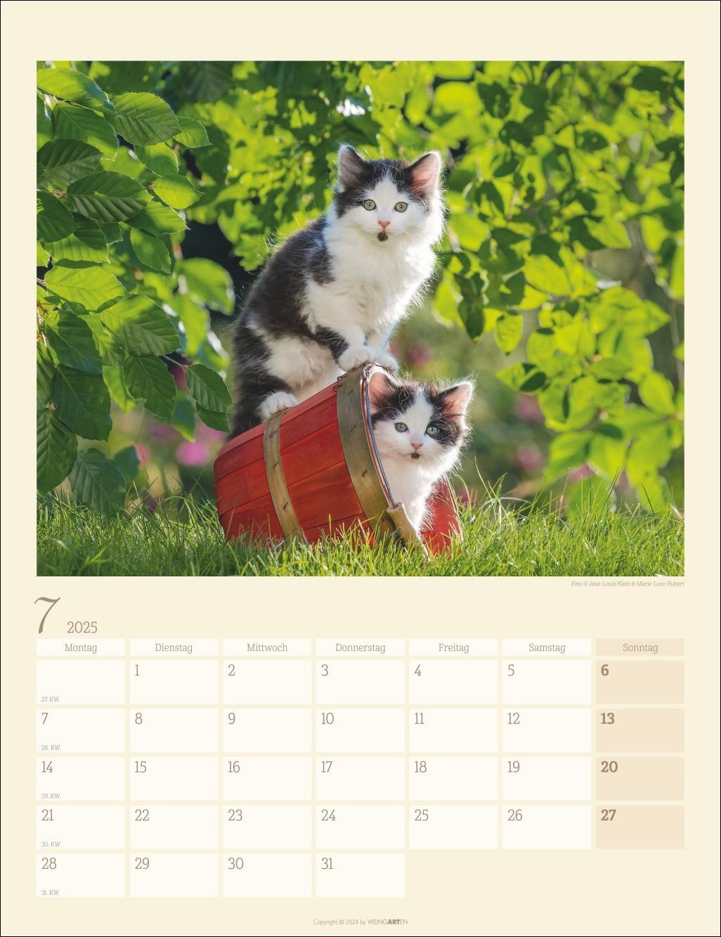 Bild: 9783839900505 | Katzen auf dem Lande Kalender 2025 | Kalender | Spiralbindung | 14 S.