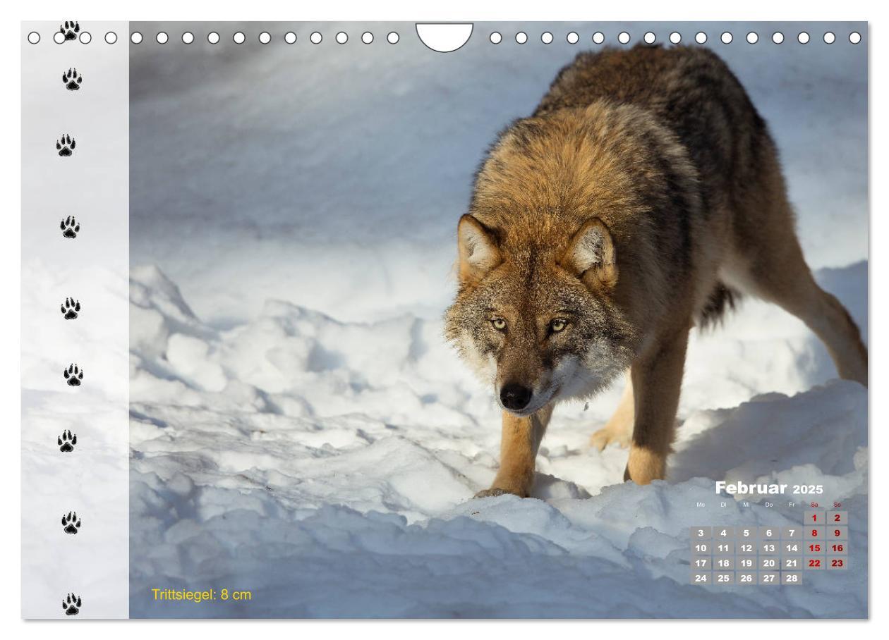 Bild: 9783435384198 | Tierspuren in der Natur (Wandkalender 2025 DIN A4 quer), CALVENDO...