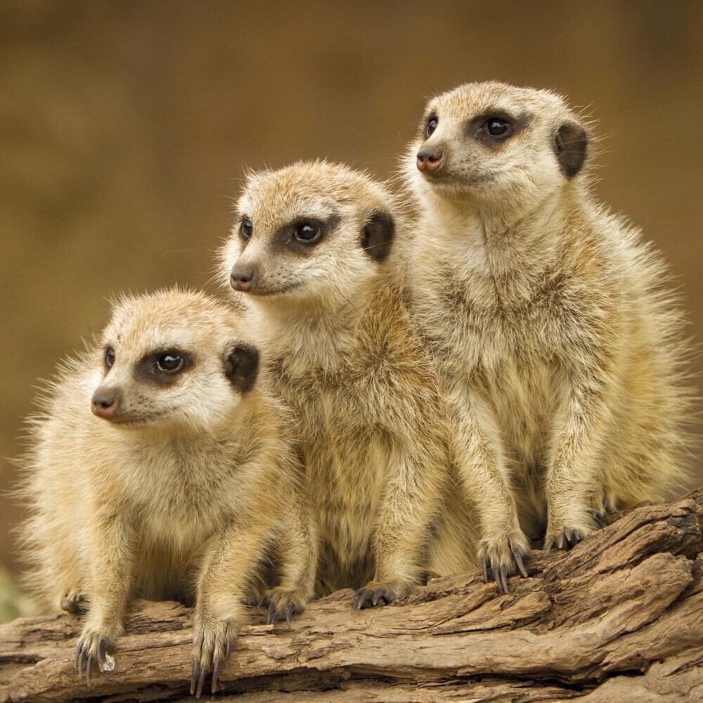 Bild: 9783959294683 | Meerkats/Erdmännchen 2025 | Kalender 2025 | Kalender | Drahtheftung